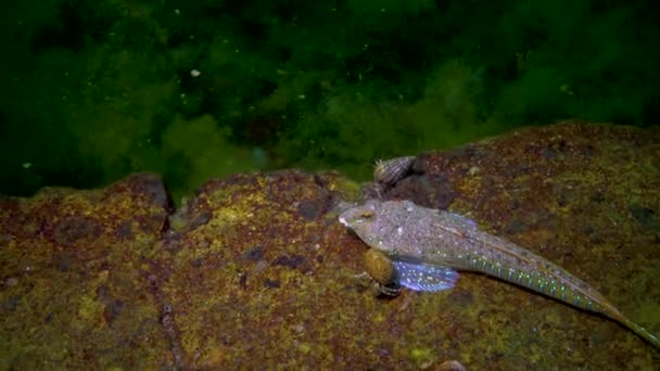 セーフィン ドラゴン カリオニムス プッシルス 海底を泳ぐ美しい魚のオス — ストック動画