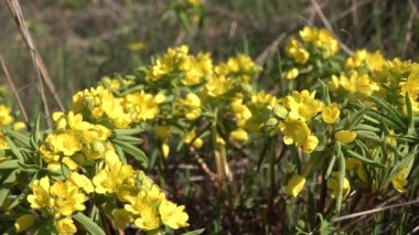 (Gymnospermium Odessanum), Ukrayna 'nın Kırmızı Kitabı' ndan çiçek açan bitkiler. Tiligulsky haliçleri. Ukrayna