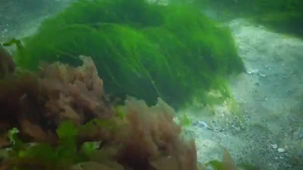 黒海の水中風景 海底の緑藻 エンテロモルファ 嵐の間に揺れる藻類 — ストック動画
