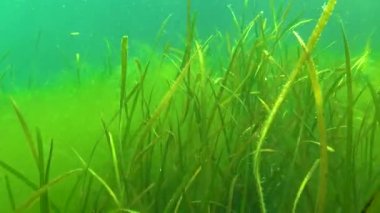 Zostera yosunu ve yeşil yosun (Cladophora sp.) Deniz tabanında, Karadeniz 'de.
