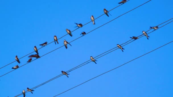 Sandmartin Riparia Riparia Eller Europeisk Sand Martin Bank Svälja Ukraina — Stockvideo