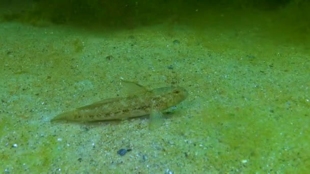 Die Schwarze Grundel Gobius Niger Schwimmt Über Dem Meeresboden Dem — Stockvideo