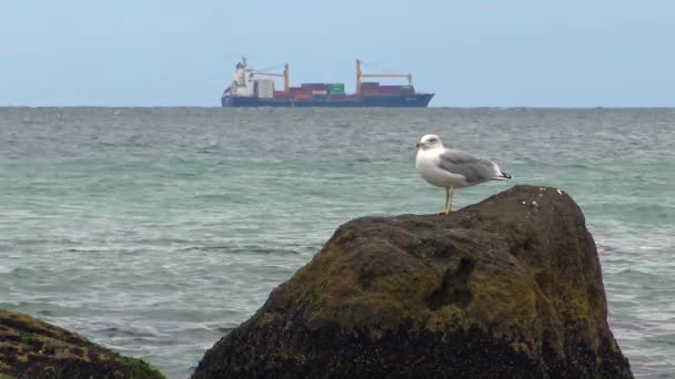 Gabbiano Comune Larus Canus Vedi Percival Mew Gull Gabbiano Dalla — Video Stock