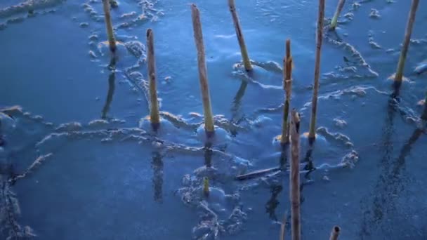 冬天的风景 冬天的冰水 湖里干枯的芦苇周围的冰 — 图库视频影像