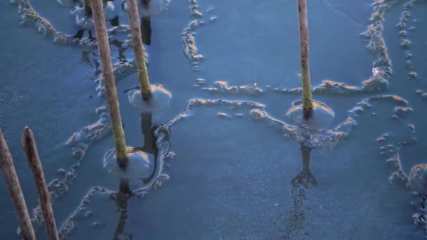 Paisagem Inverno Água Congelada Inverno Gelo Torno Juncos Secos Lago — Vídeo de Stock