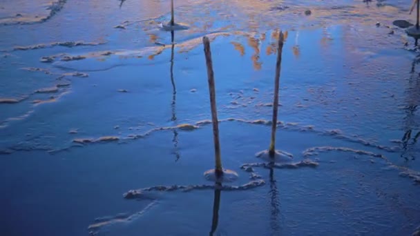 Zimní Krajina Zmrazená Voda Zimě Led Kolem Suchých Rákosí Jezeře — Stock video