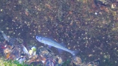 Karadeniz Balığı. Karadeniz 'de büyük ölçekli kum eridi (Atherina pontica)