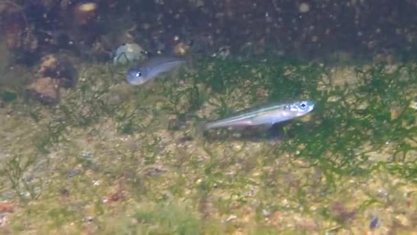 Ryby Morza Czarnego Czarnomorski Wytop Piasku Dużą Skalę Atherina Pontica — Wideo stockowe
