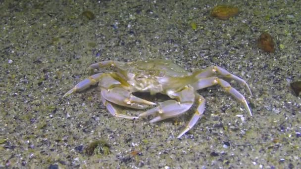 Caranguejo Nadador Macropipus Holsatus Comendo Mar Negro — Vídeo de Stock