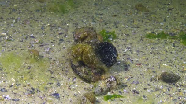 Man Kortsnuit Zeepaardje Hippocampus Hippocampus Nachts Zeebodem Omringd Door Heremietkreeften — Stockvideo