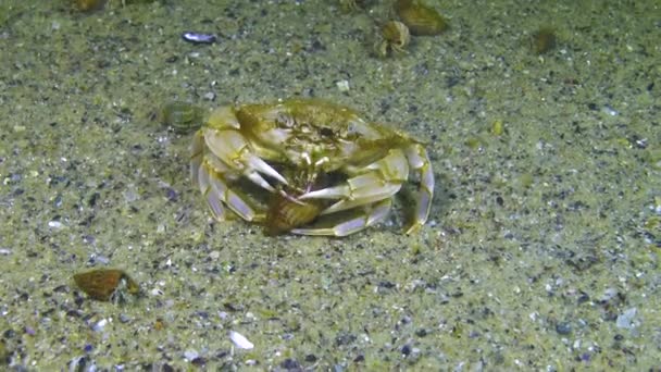 Crabi Înot Macropipus Holsatus Mănâncă Marea Neagră — Videoclip de stoc