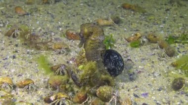 Kısa burunlu erkek deniz atı (Hippocampus hipokampüsü) geceleri Karadeniz 'de, inzivaya çekilmiş yengeçlerle çevrili deniz tabanında