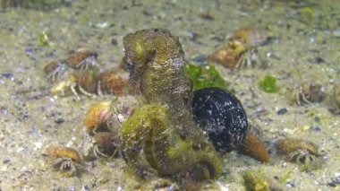 Kısa burunlu erkek deniz atı (Hippocampus hipokampüsü) geceleri Karadeniz 'de, inzivaya çekilmiş yengeçlerle çevrili deniz tabanında