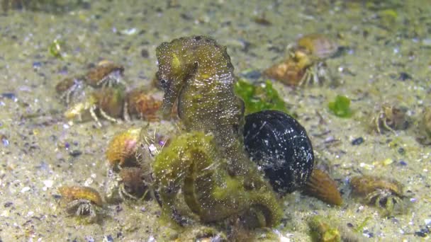 Männliches Kurzschnauzenseepferdchen Hippocampus Hippocampus Nachts Auf Dem Meeresboden Umgeben Von — Stockvideo