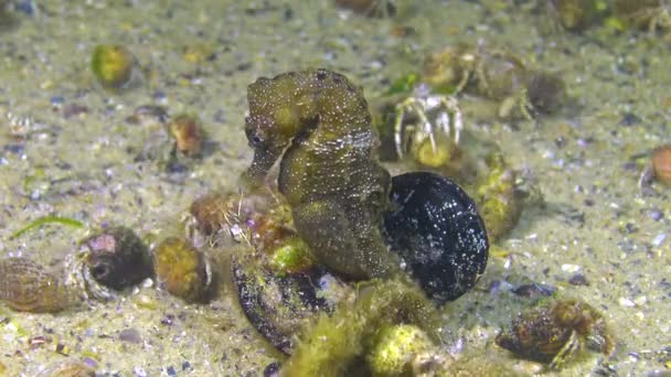 Man Kortsnuit Zeepaardje Hippocampus Hippocampus Nachts Zeebodem Omringd Door Heremietkreeften — Stockvideo