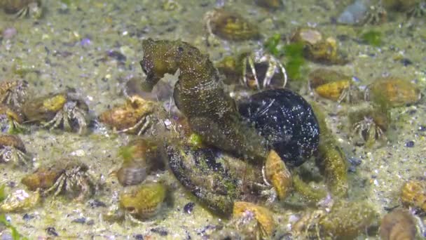 Männliches Kurzschnauzenseepferdchen Hippocampus Hippocampus Nachts Auf Dem Meeresboden Umgeben Von — Stockvideo