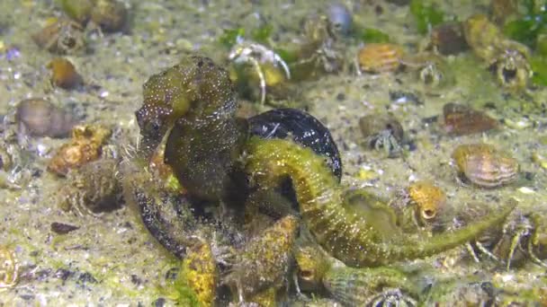 Mužský Krátkosrstý Mořský Koník Hippocampus Hippocampus Noci Mořském Dně Obklopený — Stock video