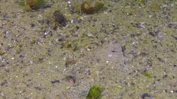Peixe Mar Negro Solha Areia Peixe Liso Pegusa Lascaris Peixe — Vídeo de Stock
