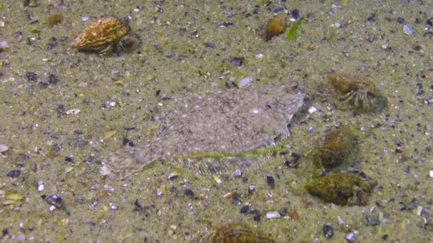 黑海地区的鱼 扁平的鱼沙底 Pegusa Lascaris 鱼埋在沙子里 — 图库视频影像