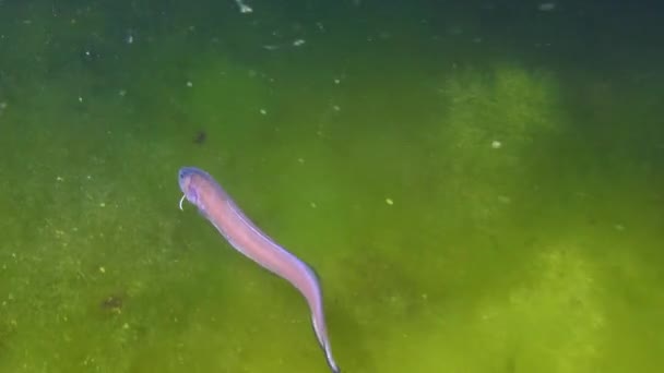Ryby Morza Czarnego Roche Snake Blenny Ophidion Rochei Actinopterygii — Wideo stockowe