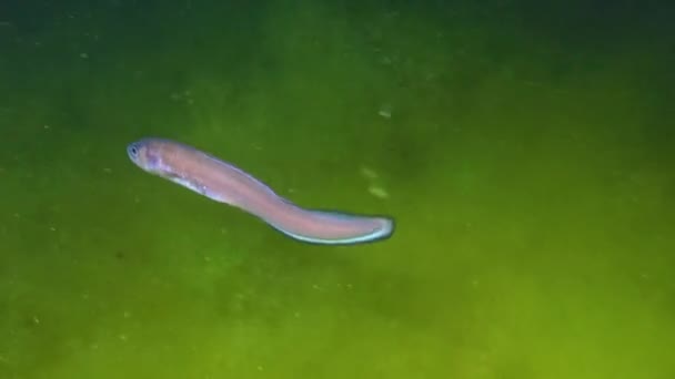 Ryby Morza Czarnego Roche Snake Blenny Ophidion Rochei Actinopterygii — Wideo stockowe