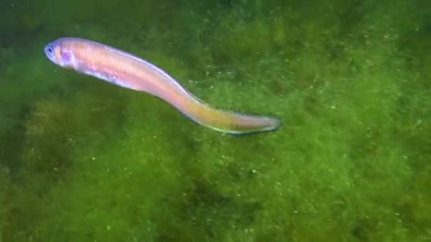 Peixe Mar Negro Cobra Roche Blenny Ophidion Rochei Actinopterygii — Vídeo de Stock