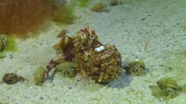 Poisonous dangerous fish. European black scorpionfish (Scorpaena porcus), scorpena. Fish of the Black Sea. 