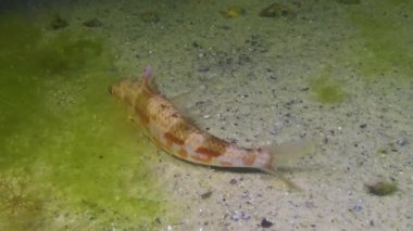 Kızıl kefal (Mullus barbatus) geceleri kumda dinlenir, Karadeniz.