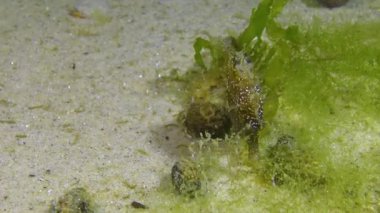 Kısa burunlu erkek deniz atı (Hippocampus hipokampüsü) geceleri Karadeniz 'de, inzivaya çekilmiş yengeçlerle çevrili deniz tabanında