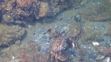 Kısa burunlu erkek deniz atı (Hippocampus hipokampüsü) geceleri Karadeniz 'de, inzivaya çekilmiş yengeçlerle çevrili deniz tabanında