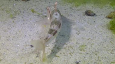 Kızıl kefal (Mullus barbatus) geceleri kumda dinlenir, Karadeniz