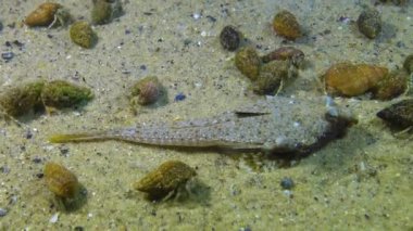 Karadeniz Balığı, Dişi Denizci Ejderi (Callionymus pusillus), Karadeniz