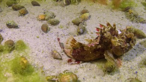 Trująca Niebezpieczna Ryba Czarne Skorpiony Scorpaena Porcus Skorpeny Ryby Morza — Wideo stockowe