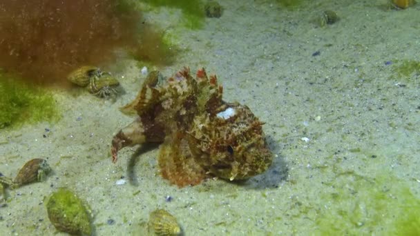 Poisonous Dangerous Fish European Black Scorpionfish Scorpaena Porcus Scorpena Fish — Vídeos de Stock