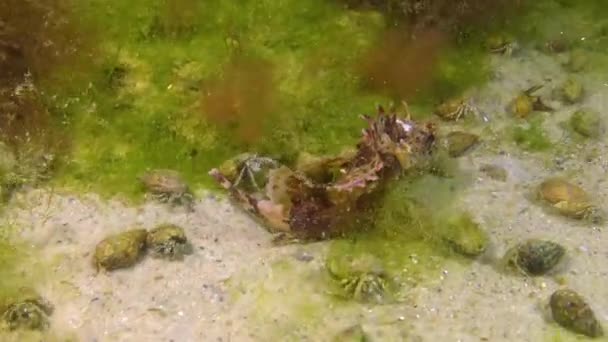 Giftige Gevaarlijke Vissen Zwarte Schorpioenvis Scorpaena Porcus Schorpioen Vissen Van — Stockvideo