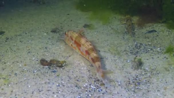 Salmonete Rojo Mullus Barbatus Descansando Noche Sobre Arena Mar Negro — Vídeo de stock