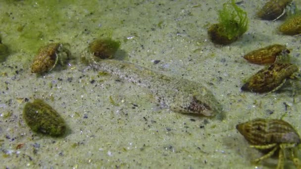 Vissen Van Zwarte Zee Zeegarnaal Callionymus Pusillus Zwarte Zee — Stockvideo