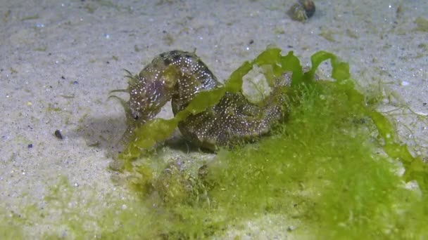 Man Kortsnuit Zeepaardje Hippocampus Hippocampus Nachts Zeebodem Omringd Door Heremietkreeften — Stockvideo