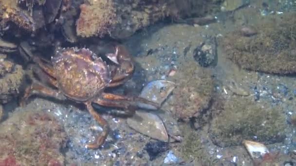 黒海のヤドカリに囲まれた海底の夜 オスの鼻の短いシーホース — ストック動画