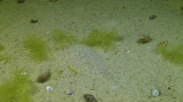 Pesce Del Mar Nero Pesce Piatto Suola Sabbia Pegusa Lascaris — Video Stock