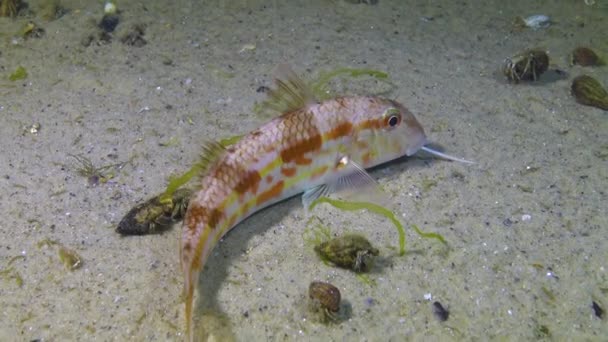 Rode Mul Mullus Barbatus Nachts Rustend Het Zand Zwarte Zee — Stockvideo