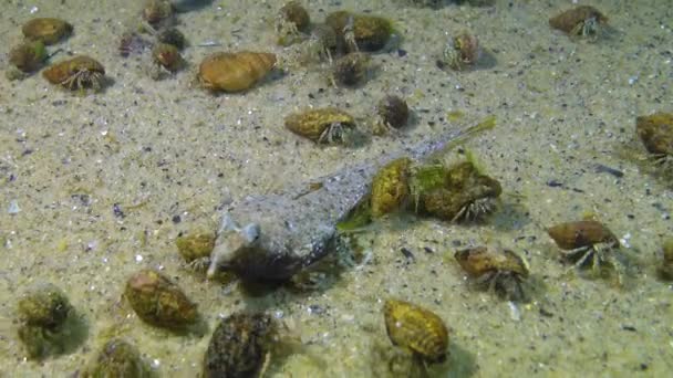 Vissen Van Zwarte Zee Zeegarnaal Callionymus Pusillus Zwarte Zee — Stockvideo