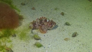Poisonous dangerous fish. European black scorpionfish (Scorpaena porcus), scorpena. Fish of the Black Sea. 