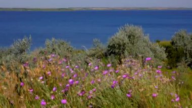 Çiçek açan bozkır (