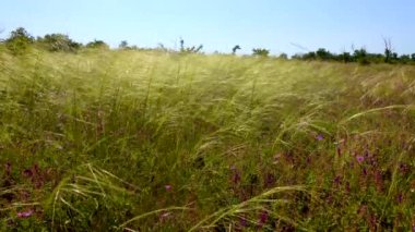 Ukrayna tüyü bozkır, Çimen türleri (Stipa capillata)