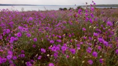Çiçek açan bozkır (