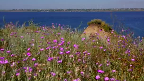 Estepa Floreciente Xeranthemum Annuum Una Especie Planta Con Flores También — Vídeo de stock