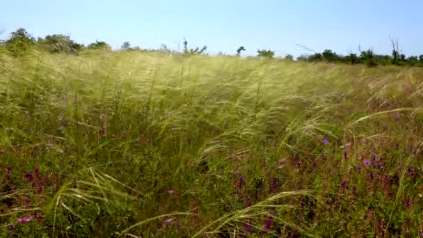 Piuma Ucraina Erba Steppa Bunchgrass Specie Stipa Capillata — Video Stock