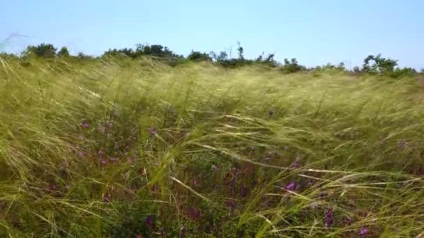 Ukrainian Feather Grass Steppe Bunchgrass Species Stipa Capillata — Stock Video