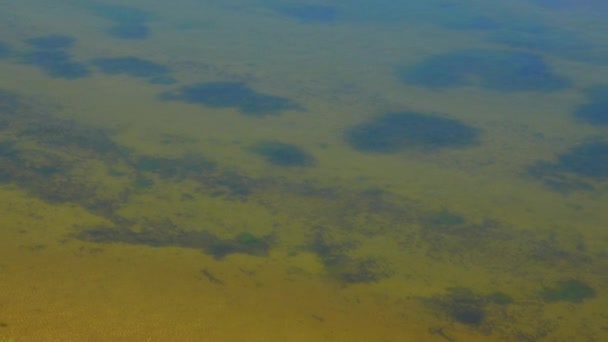 Zielone Algi Pobliżu Brzegu Czystej Wodzie Ujścia Rzeki Tiligul Ukraina — Wideo stockowe